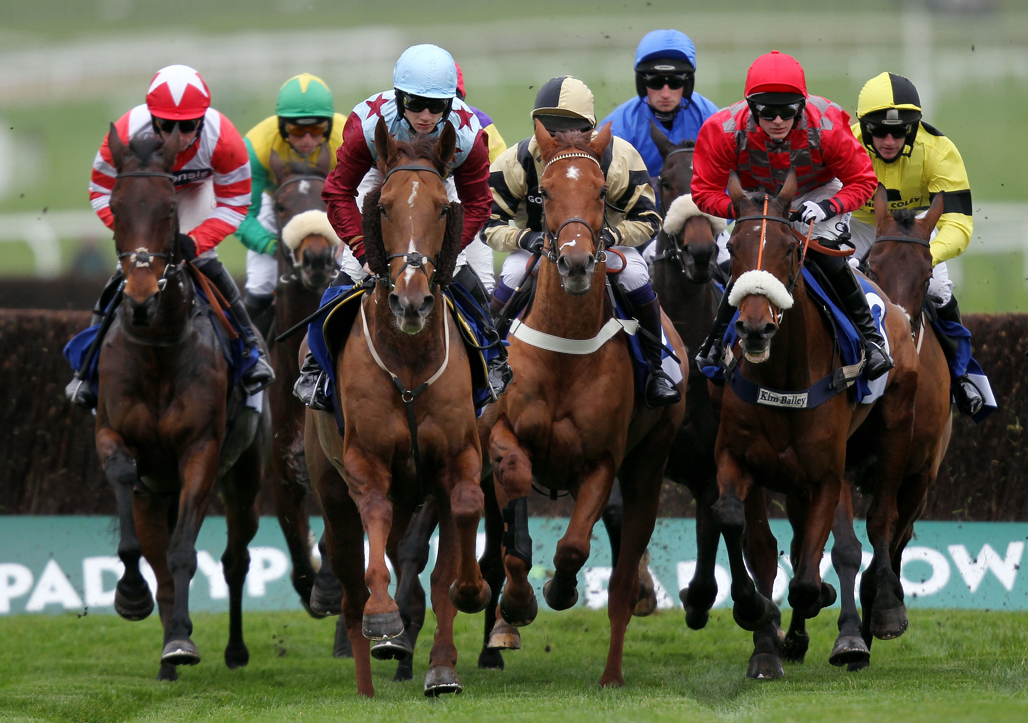 Horse Racing - The Open Festival 2013 - Countryside Day - Cheltenham ...